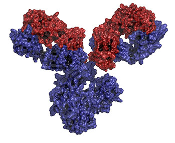 Monoklonaal antilichaam (mAb)
~ 1.300 aminozuren
~ 150.000 dalton